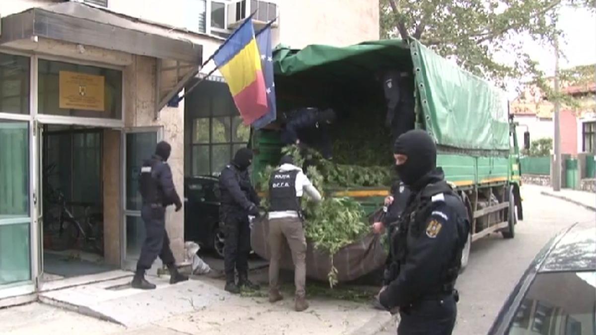 barbat neamt lovitura plantat canabis milioane de euro dublu ghinion