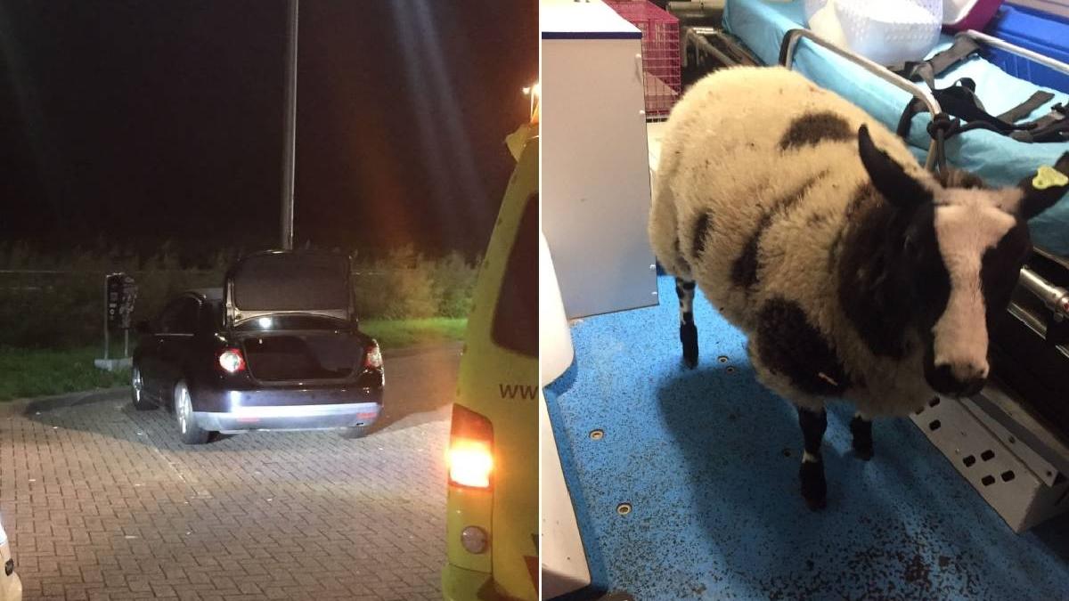 roman arestat olanda prins oaie portbagaj