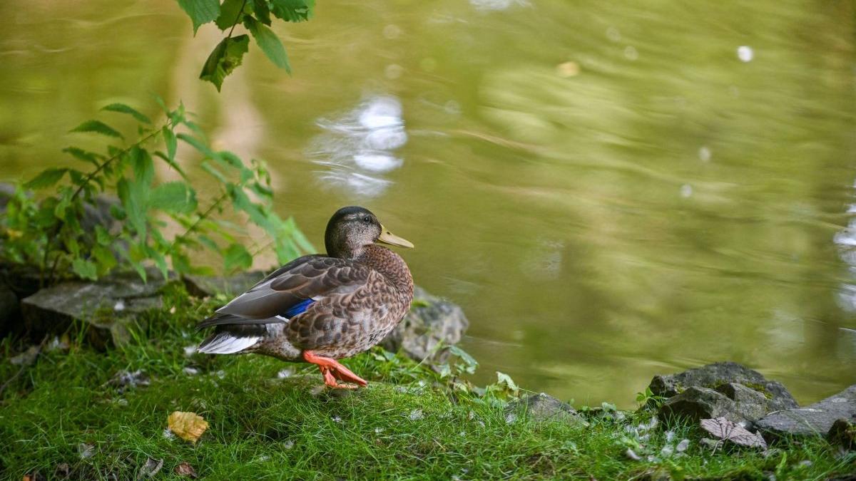 tara europa vaccineaza rate maladii letale animale