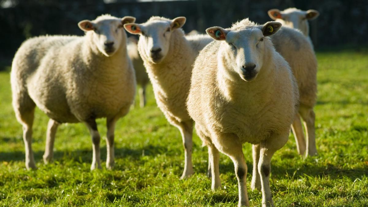 fabrica de procesare a lanii fabrica fagetelu