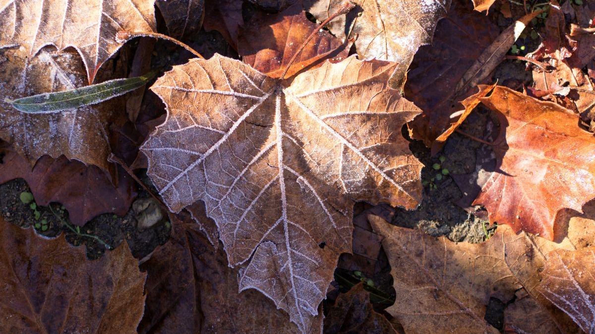 alina serban prognoza meteo vremea