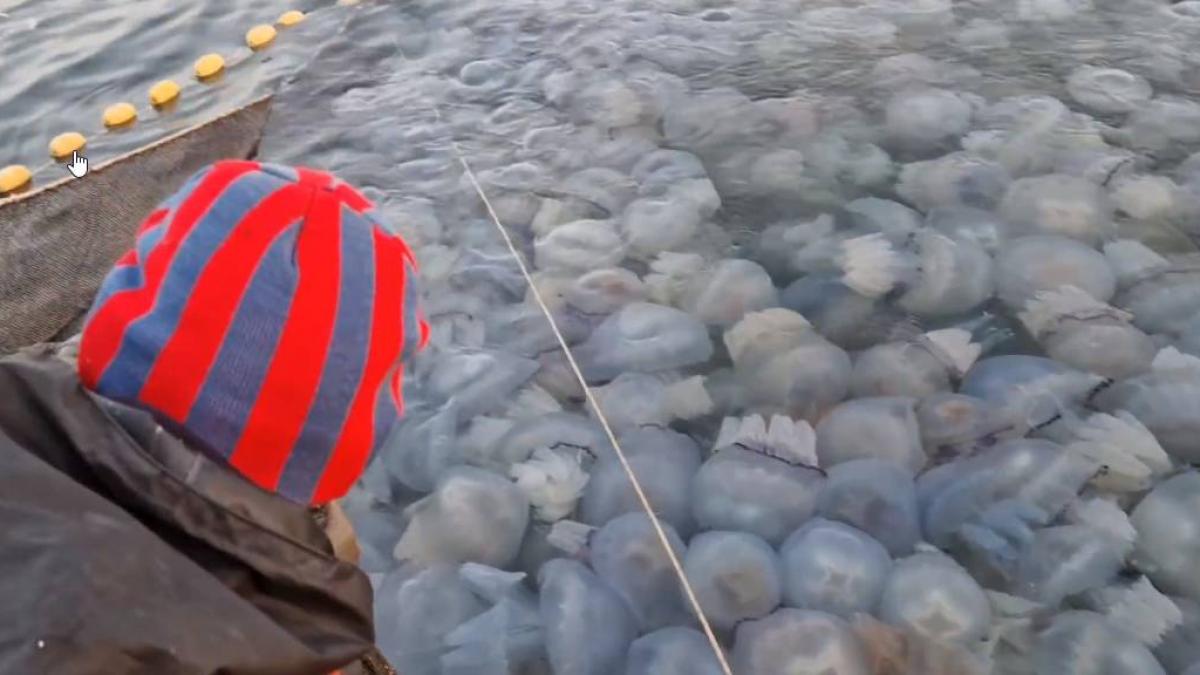 meduze meduze agigea pescari agigea