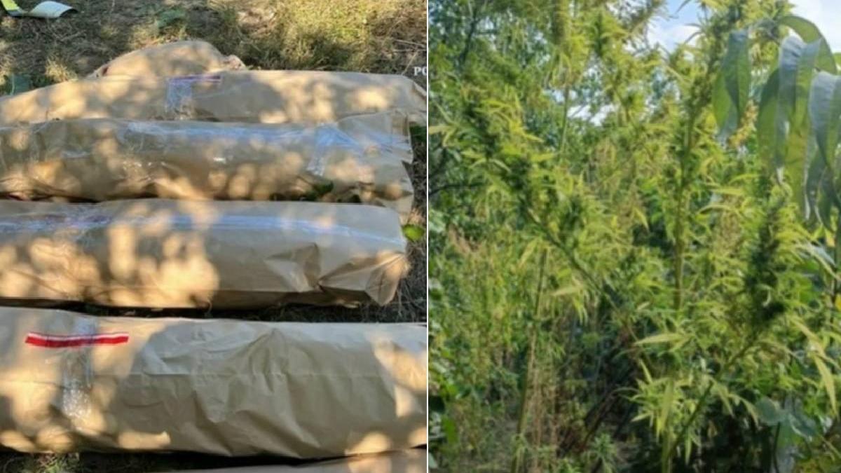 ce s a gasit fost procuror panciu cultura canabis placinta traditionala