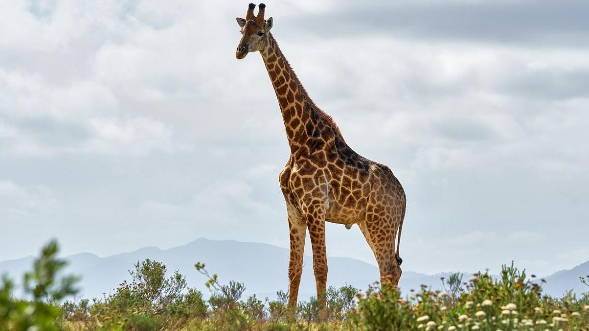 colier fecale girafa sua