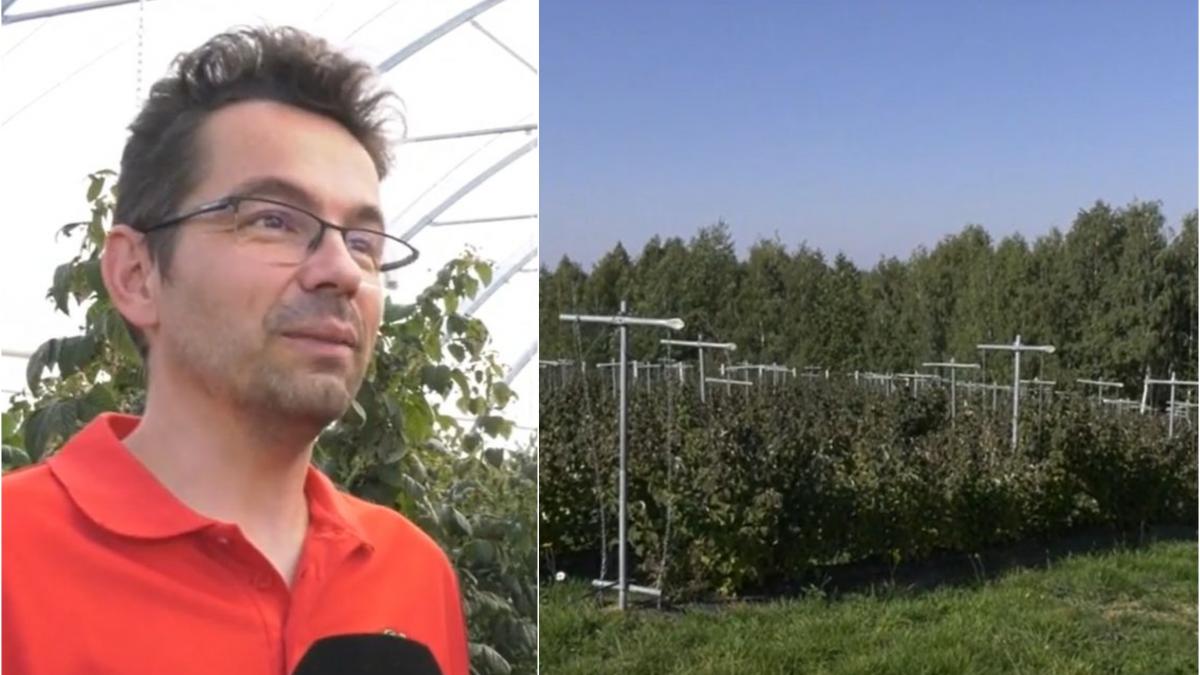 afacere bio roman dat lovitura sinteu kilogram 40 lei