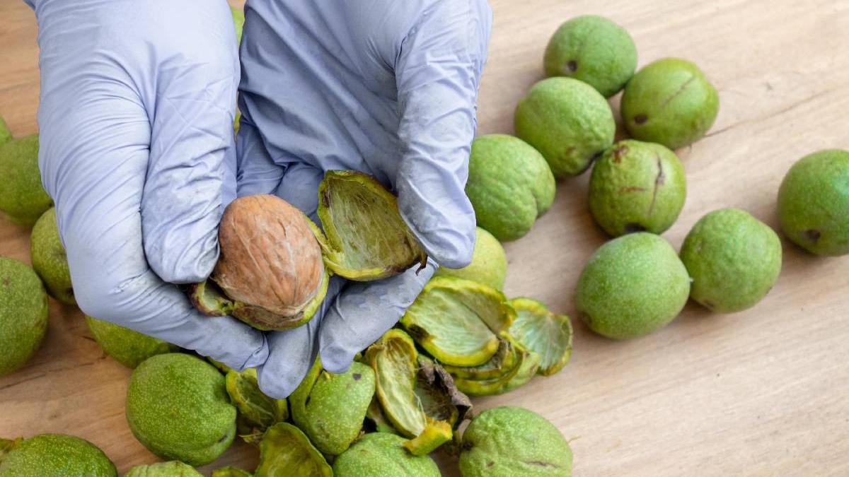 nucile verzi proprietati nebanuite beneficii uriase sanatate