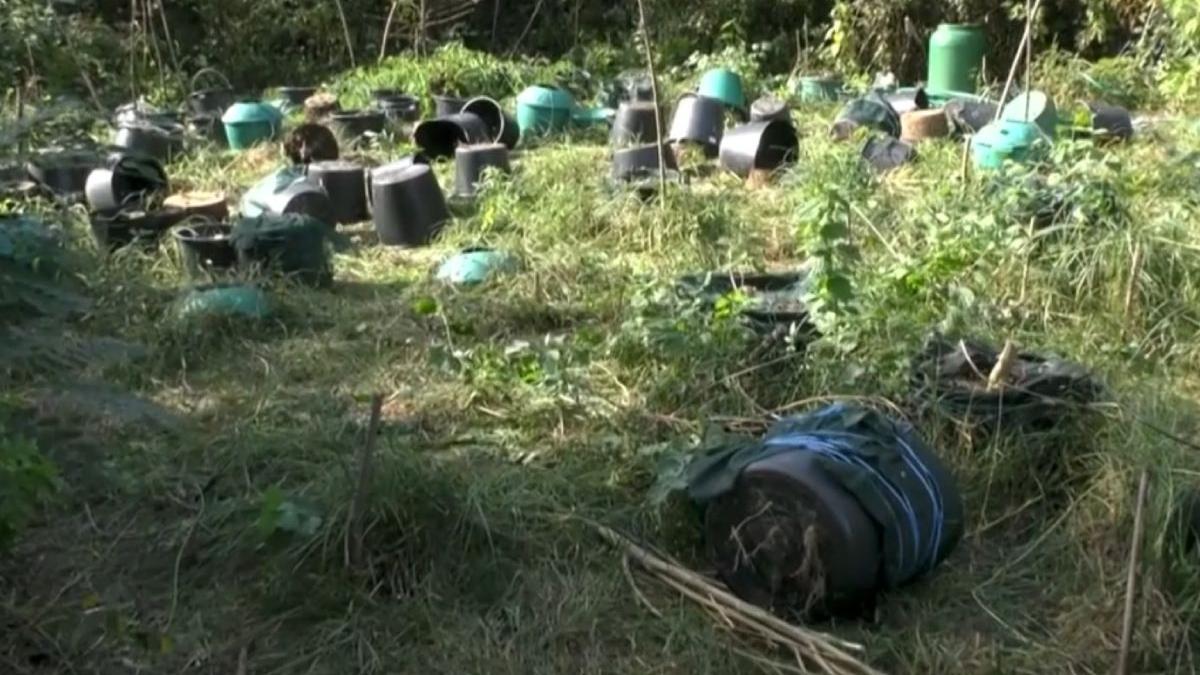 romania raiul drogurilor imagini cultura canabis termocentrala rovinari