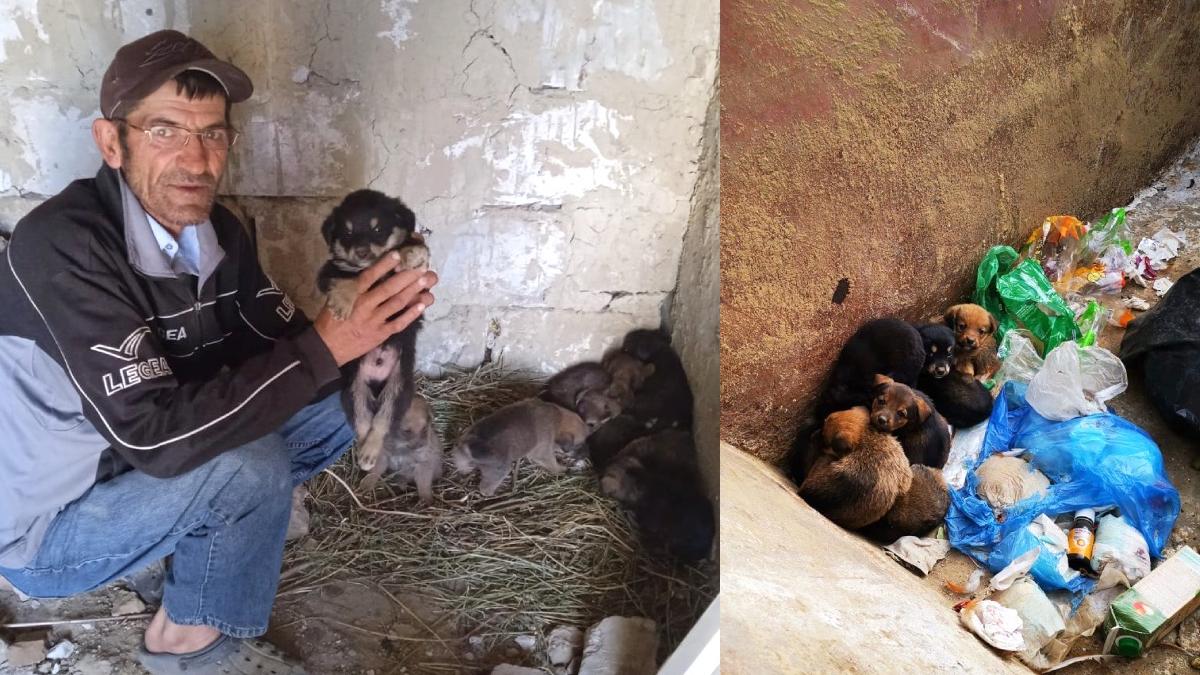 gest induiosator om sarman galati a salvat 8 catelusi ghena gunoi