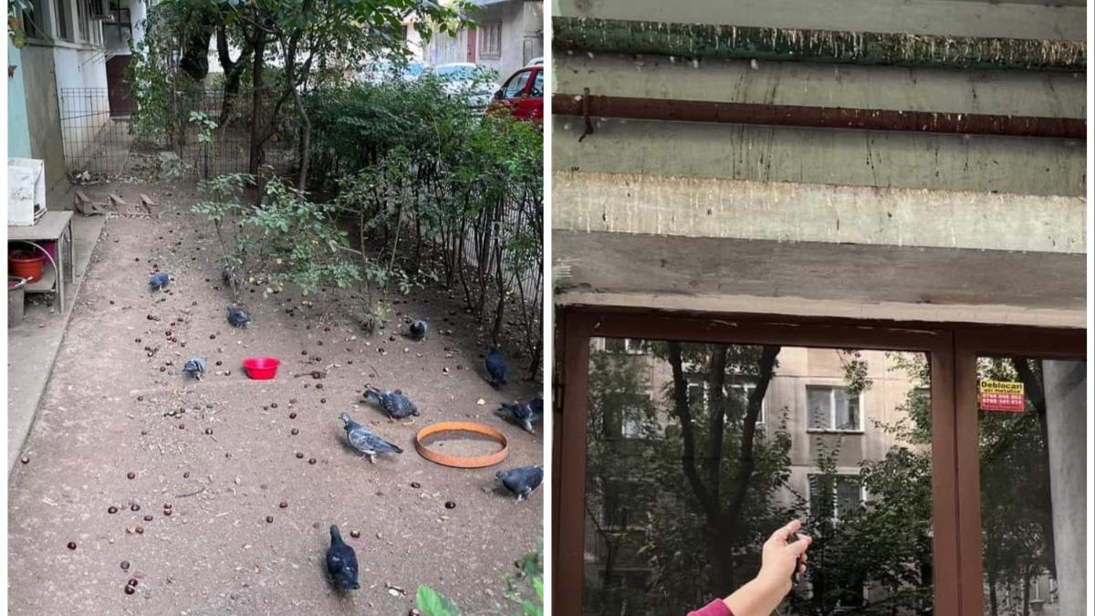 hranire porumbei bucuresti primarie amenzi sector 6