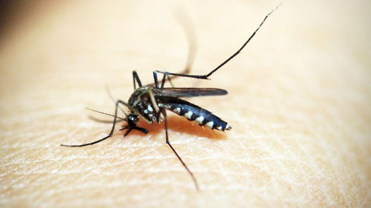 insp cresc cazuri infectie virus west nile romania 82 bolnavi 10 morti