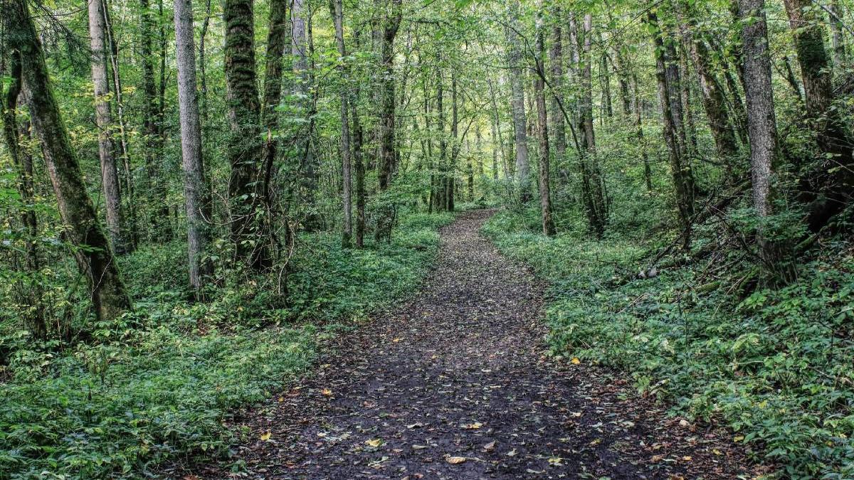 mister cadavru padurea neagra politisti reconstituit chip tanara ucisa