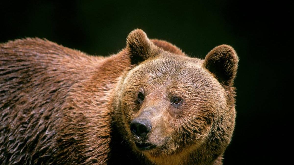 locuitori piatra neamt ro alert urs