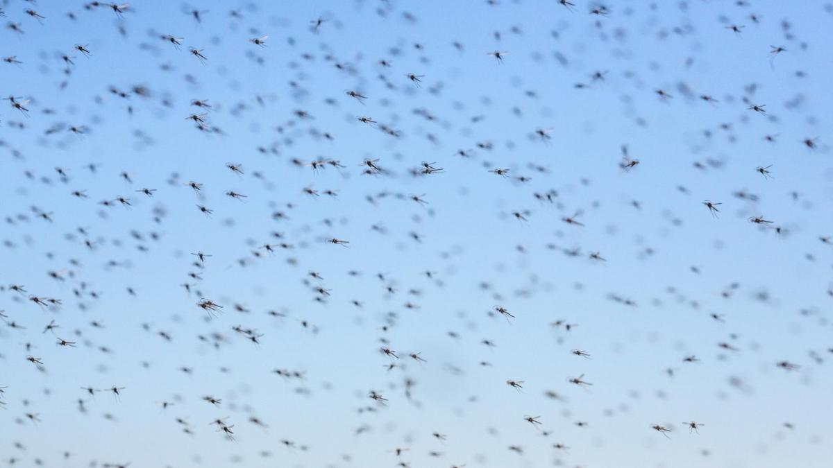 zbor amanat roi tantari avion insecte cabina piloti