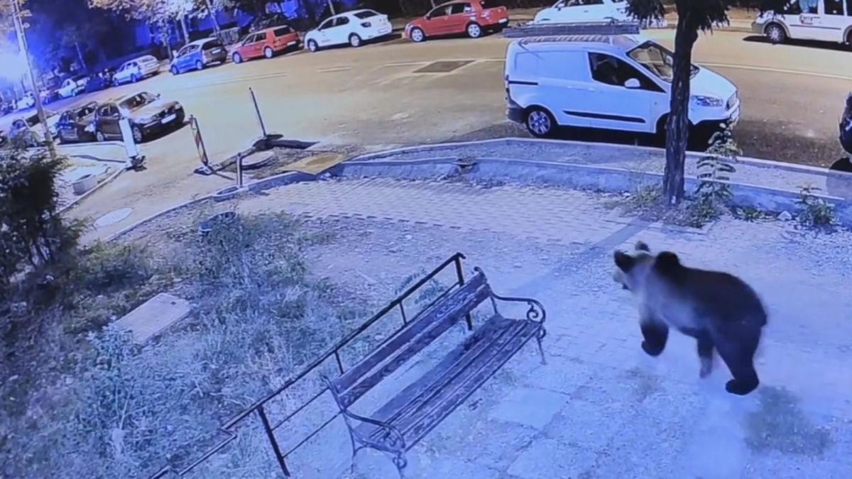 plimbare urs strazi oras mare romania camere