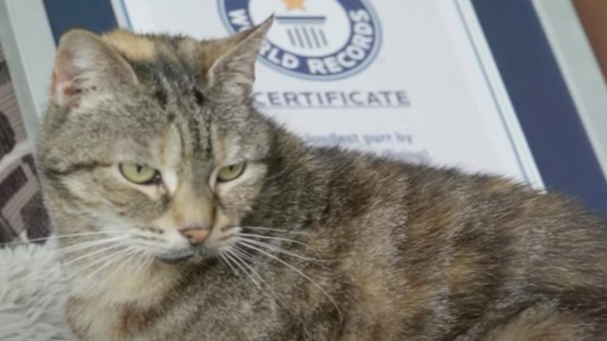 bela pisica marea britanie vedeta cel mai lung puternic tors cartea recordurilor