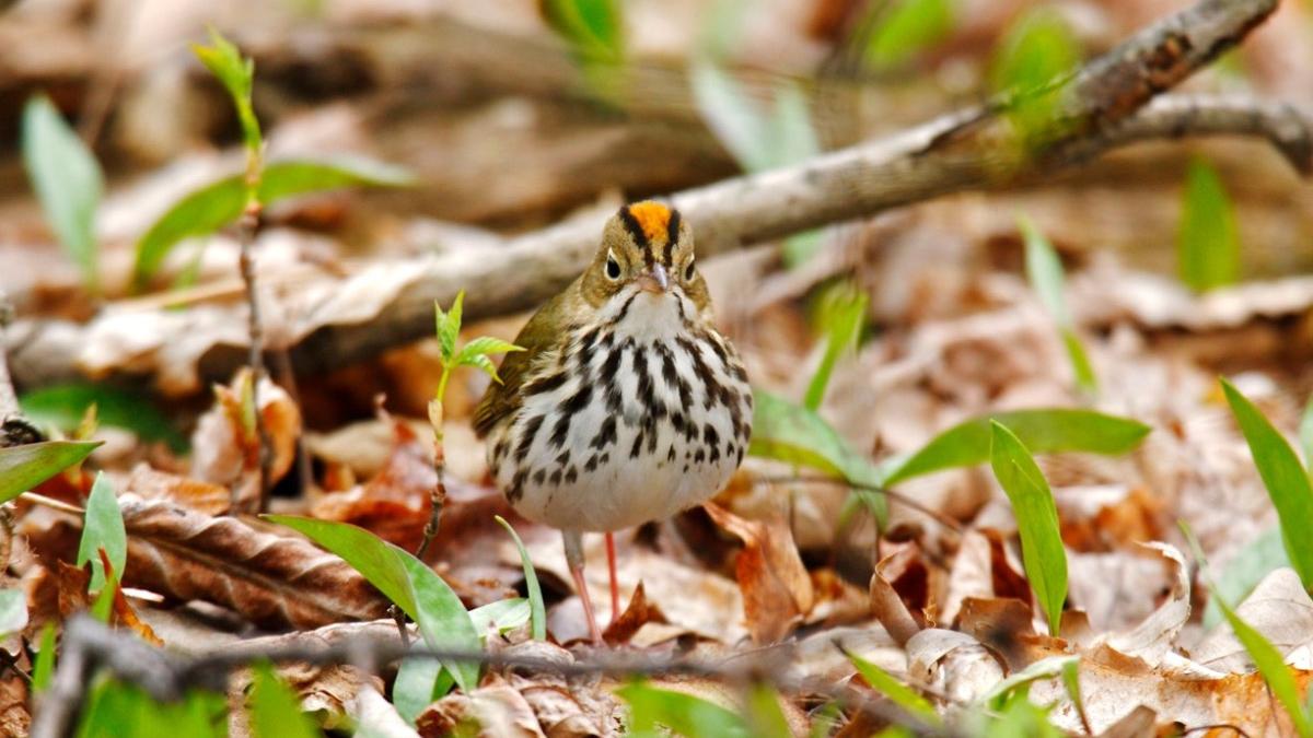 pasare americana extrem de rara observata prima data romania marea neagra