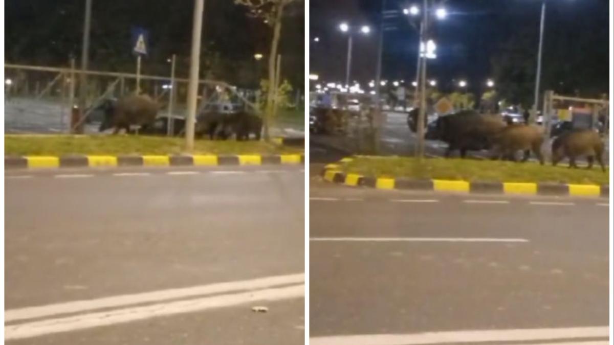 poric mistreti plimbare brasov