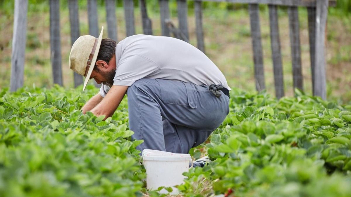 sprijin financiar 10 000 lei hectar producatori romani schema ajutor