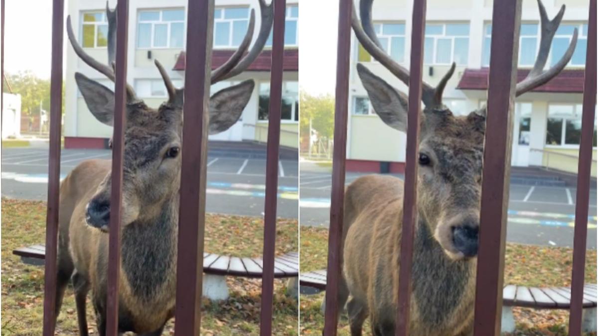 cerb curte scoala rasnov brasov