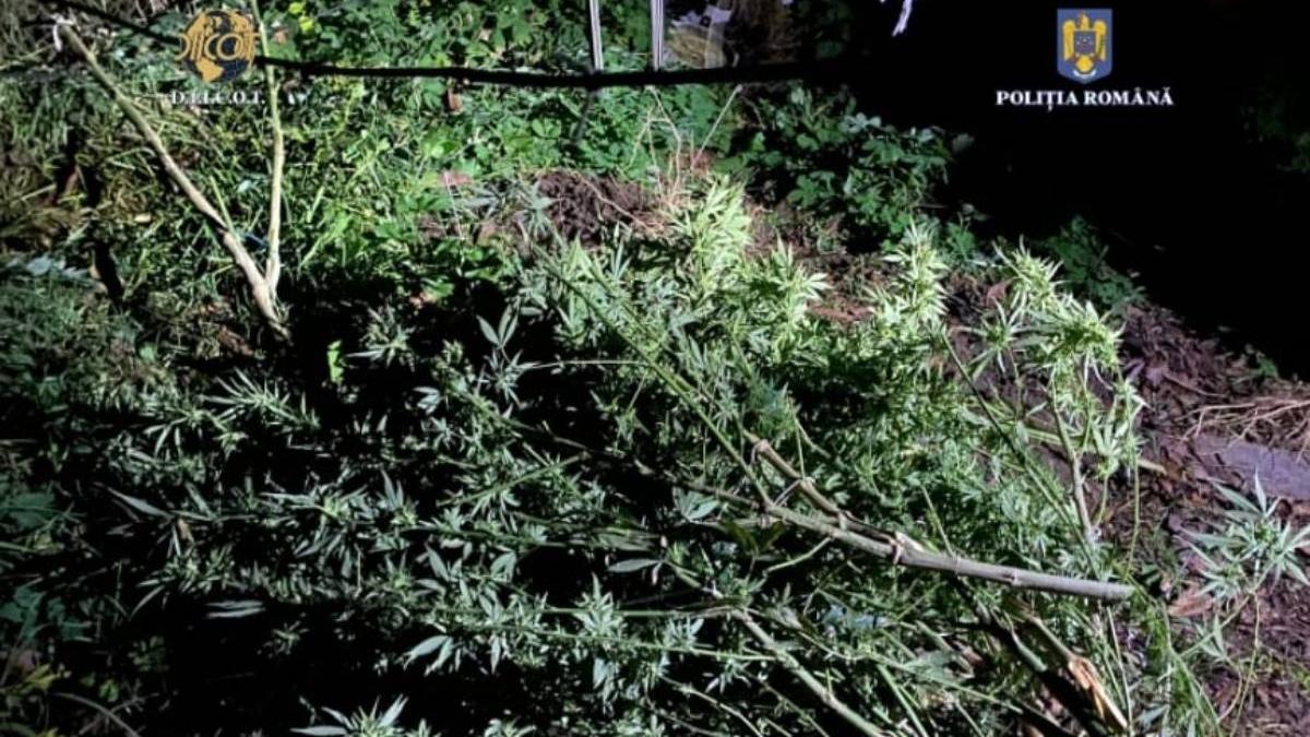 cultura canabis descoperita timis barbat retinut