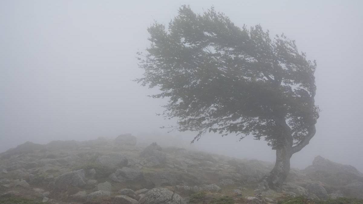 alerta meteo vant puternic ceata