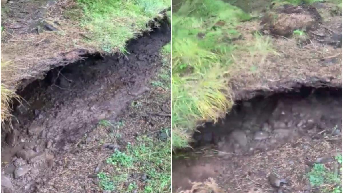 fenomen padure miscatoare scotia