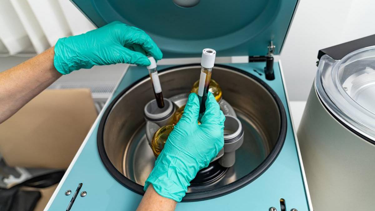 sange albastru motiv nobili