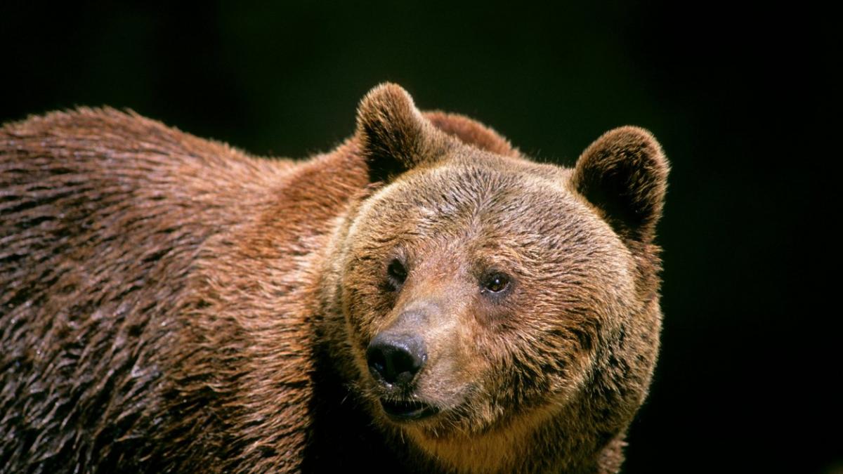 urs strazi ploiesti mesaj ro alert