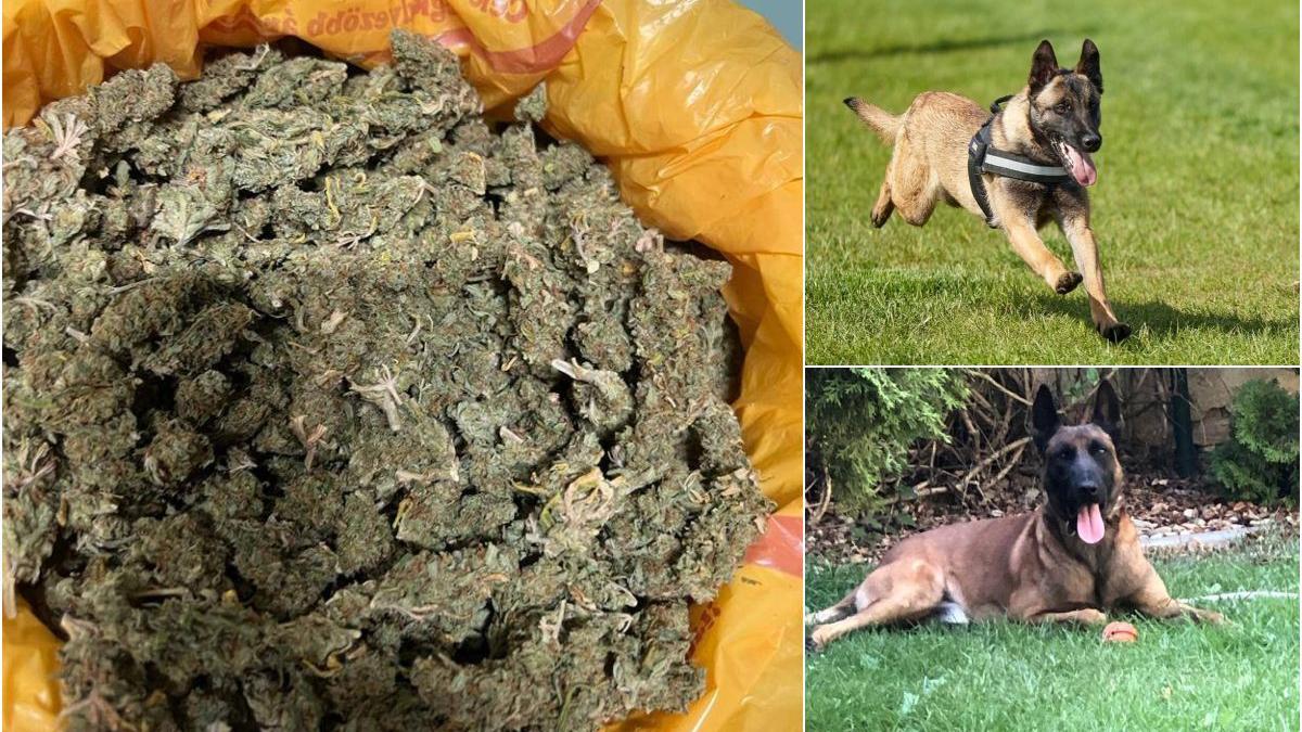 trafic droguri procurorii diicot caine