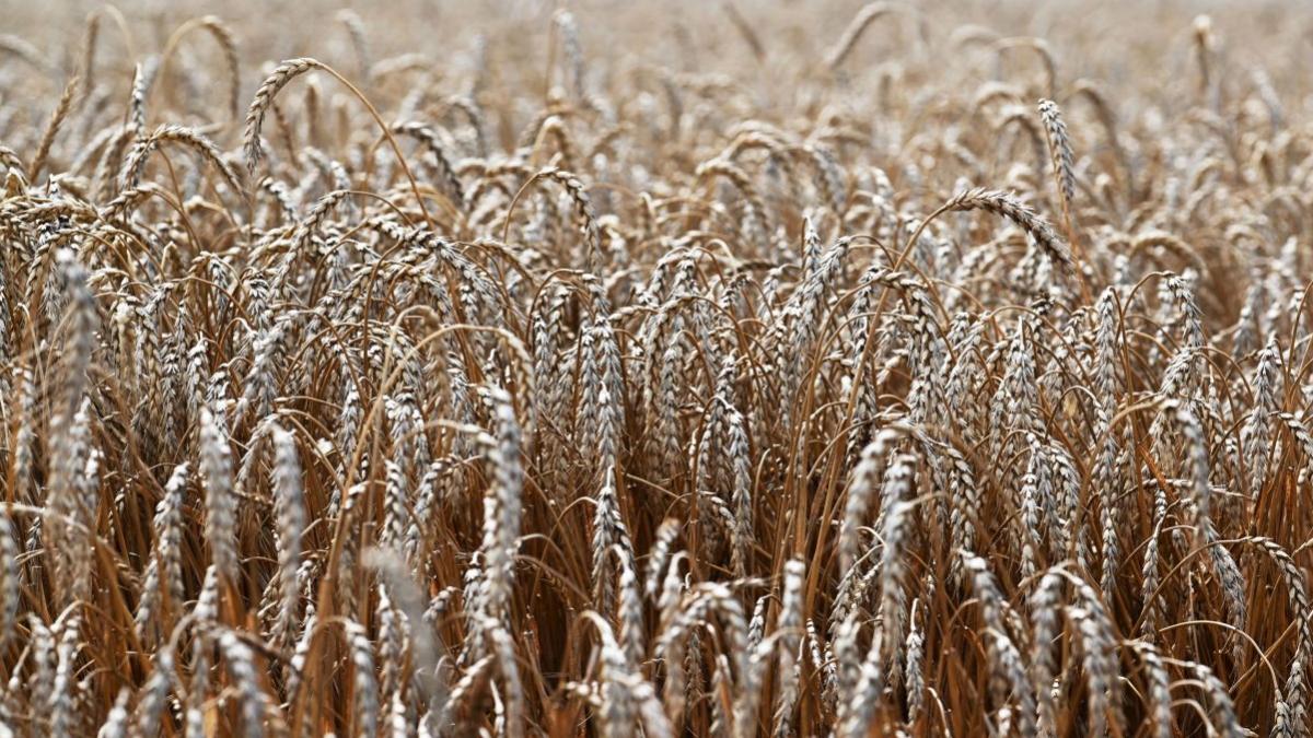 institutie financiara internationala romania impaduriri emisii agricultura