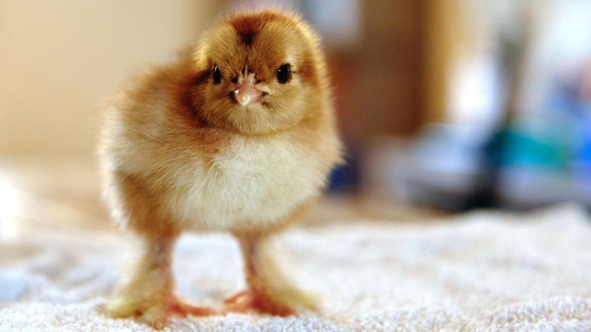 prima ferma pui bio romania deschisa judetul olt