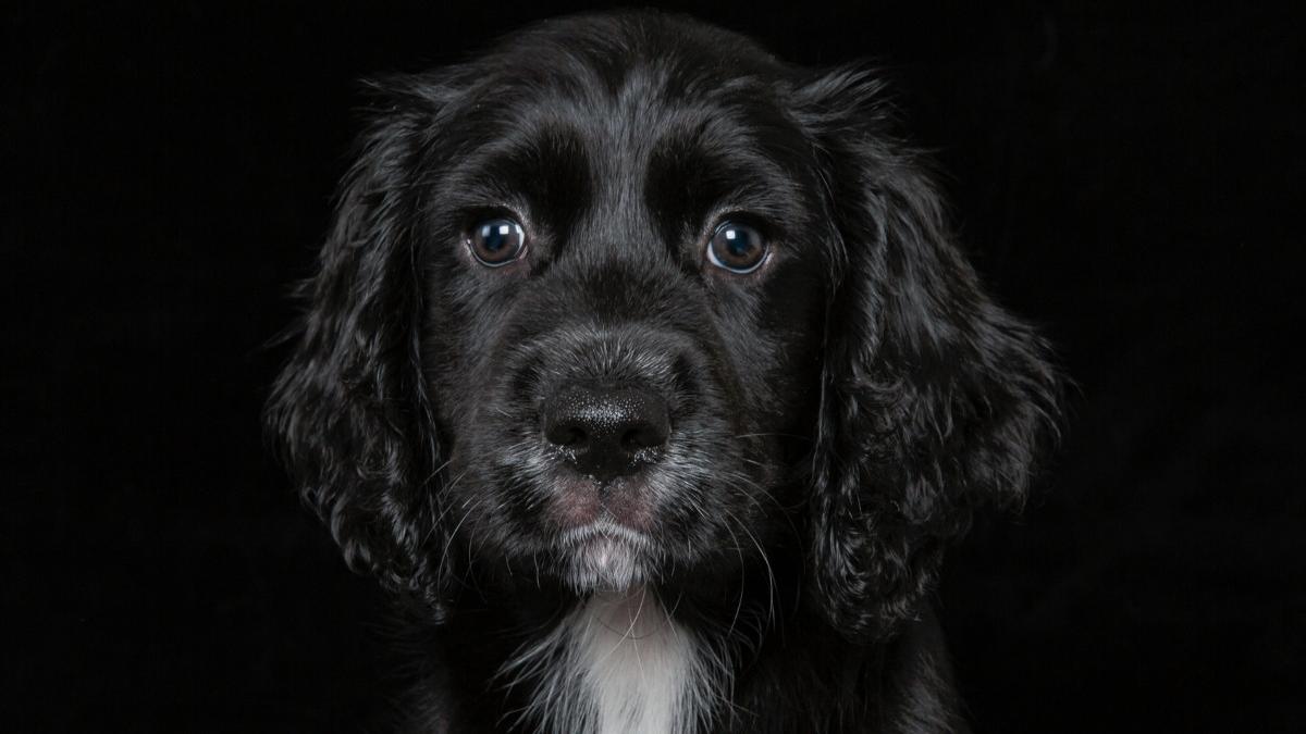 caine somat bloc alba iulia stapan lift semnaturi vecini