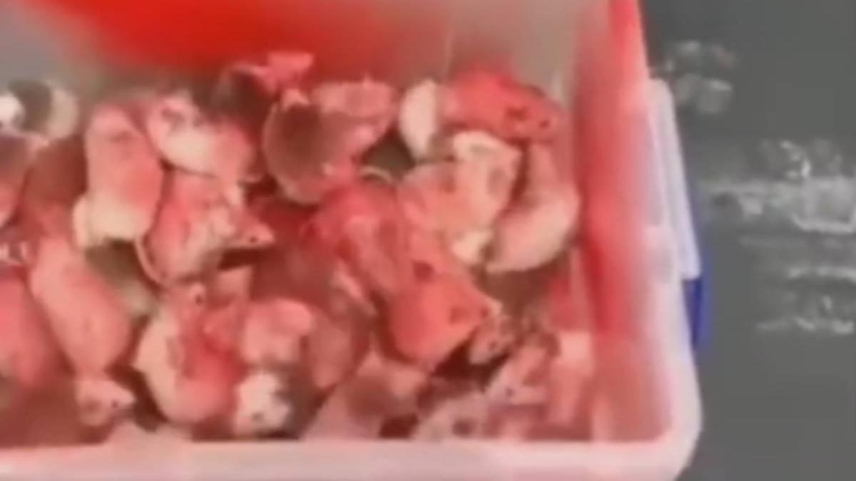 zeci soareci culori palestina aruncati mcdonalds marea britanie