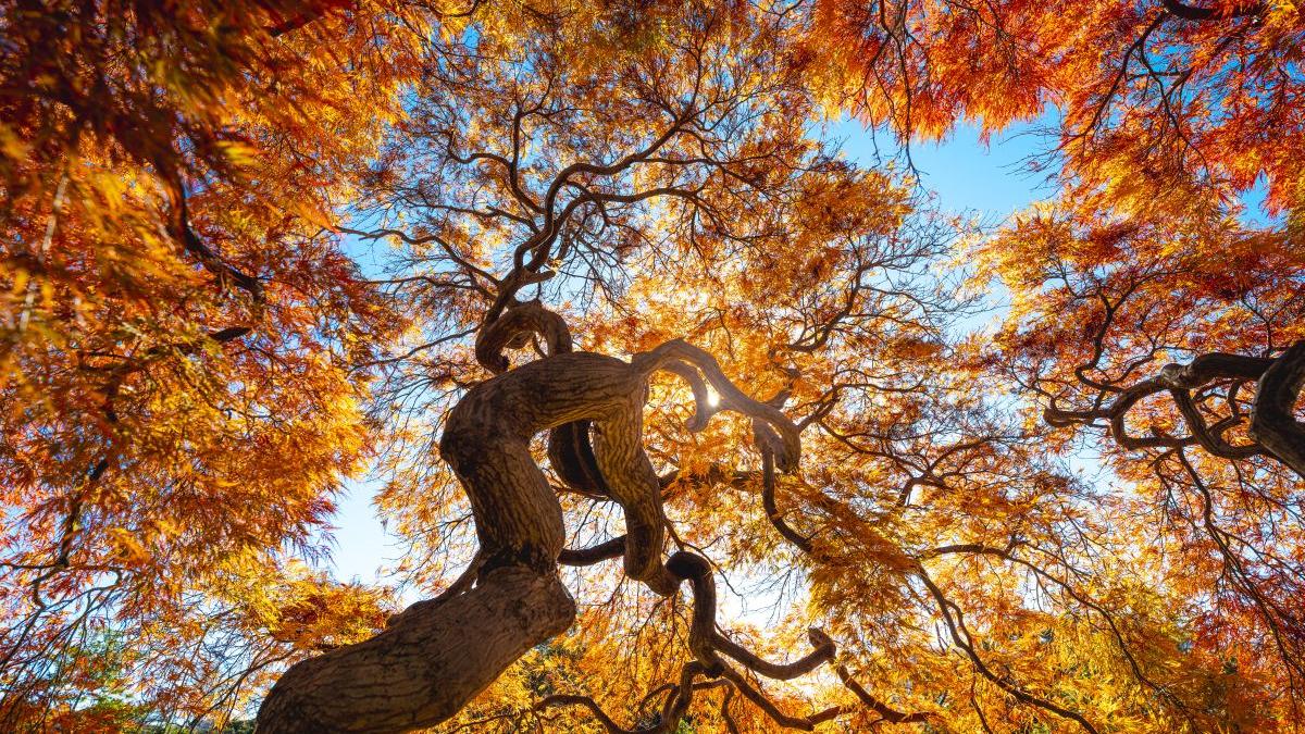 prognoza meteo vremea florinela georgescu meteorolog