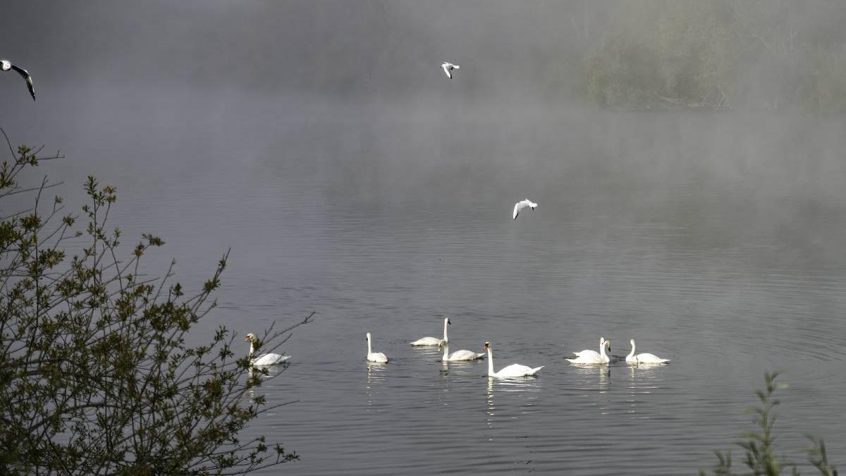lebede gripa aviara balta olt dsvsa