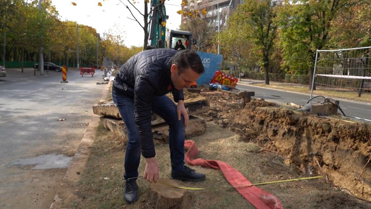 primarie sector 3 copaci defrisati degeaba primaria generala