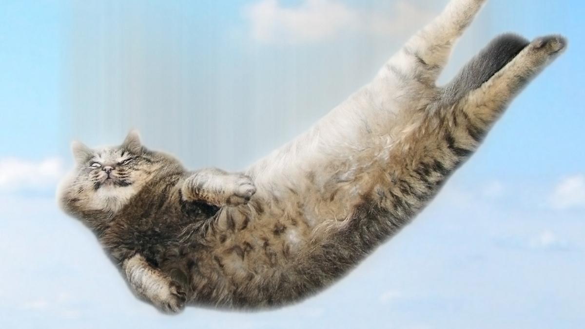 sabrina pisica supravietuitoare cazatura etaj 32 explicatie fizicieni