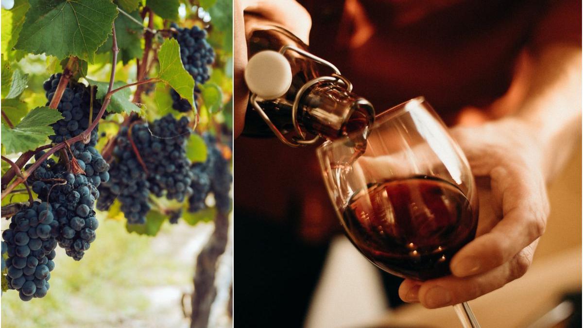 productie vin scade schimbari climatice