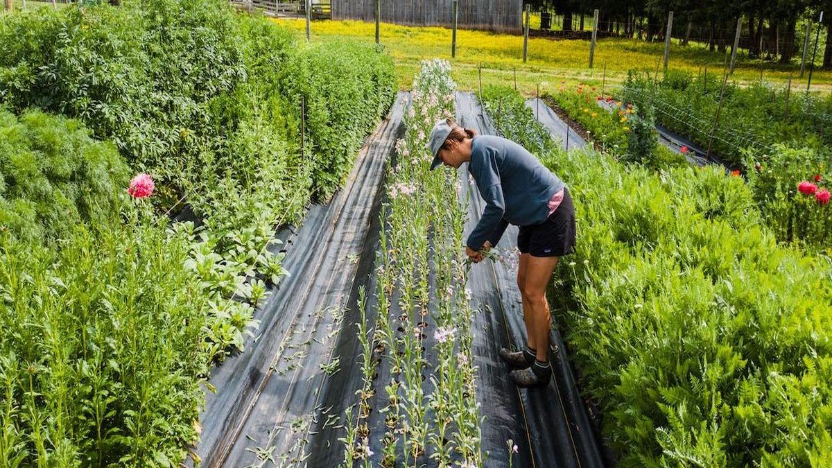 seminte de legume lista agricultor profesionist gospodar