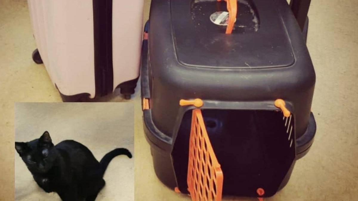 pisica troler calea victoriei bucuresti apel politie