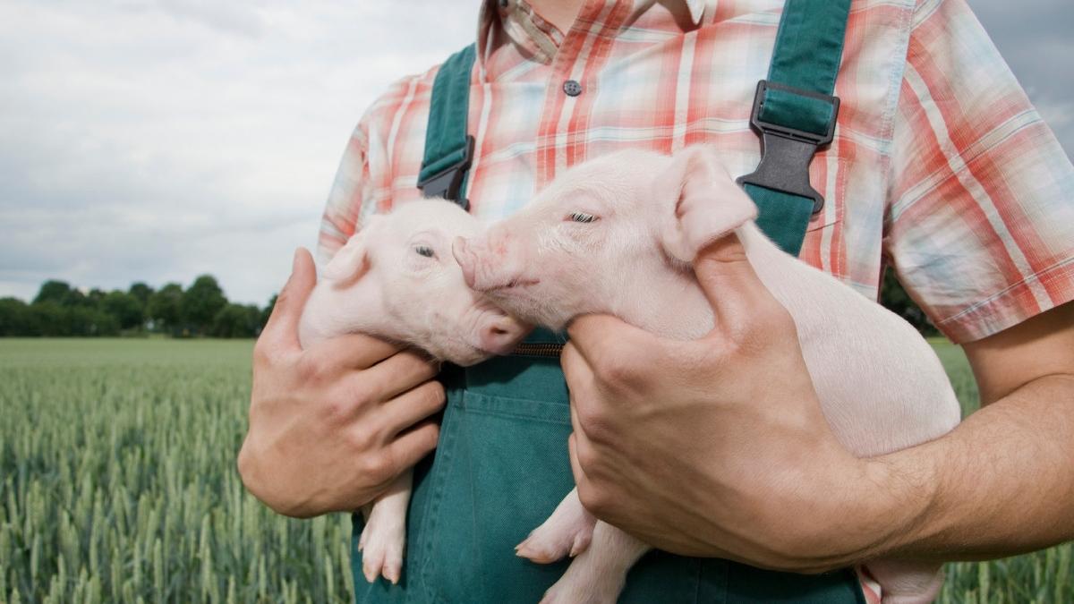noi vouchere guvern porc craciun ansvsa ajutor producatori romani