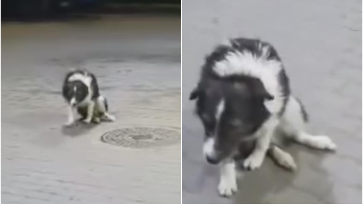 pedro caine paralizat benzinarie turda miracol merge