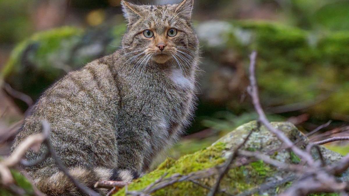 pisica salbatica parcul national retezat
