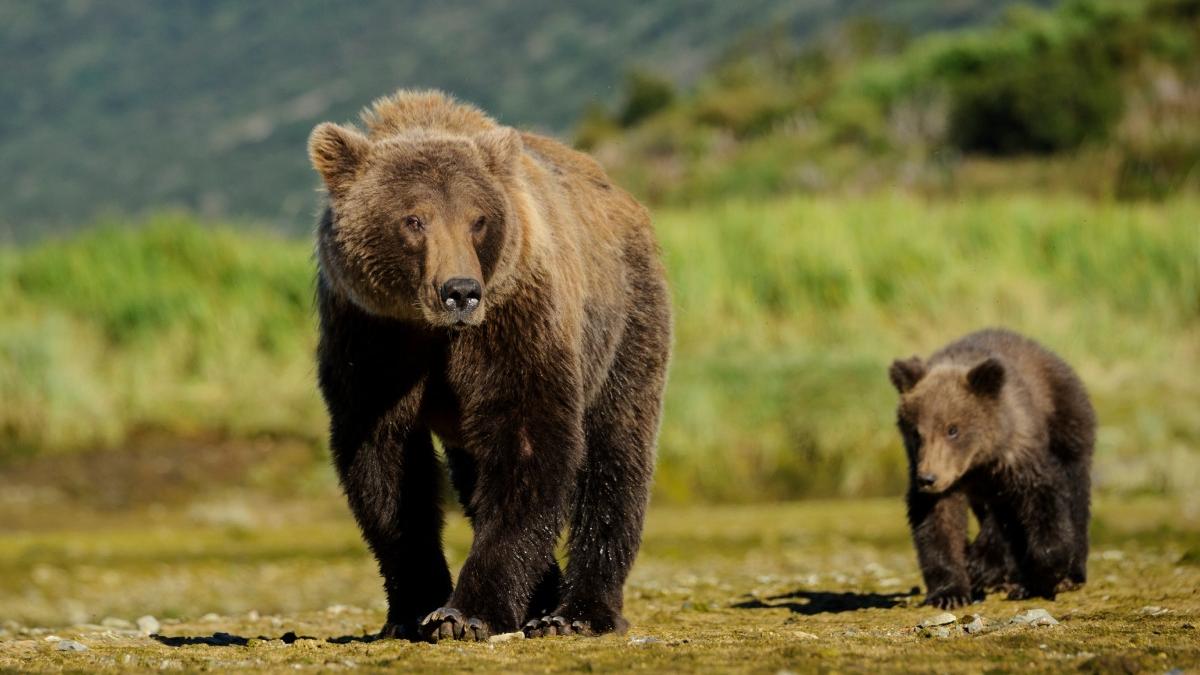 comuna gorj terorizata ursi