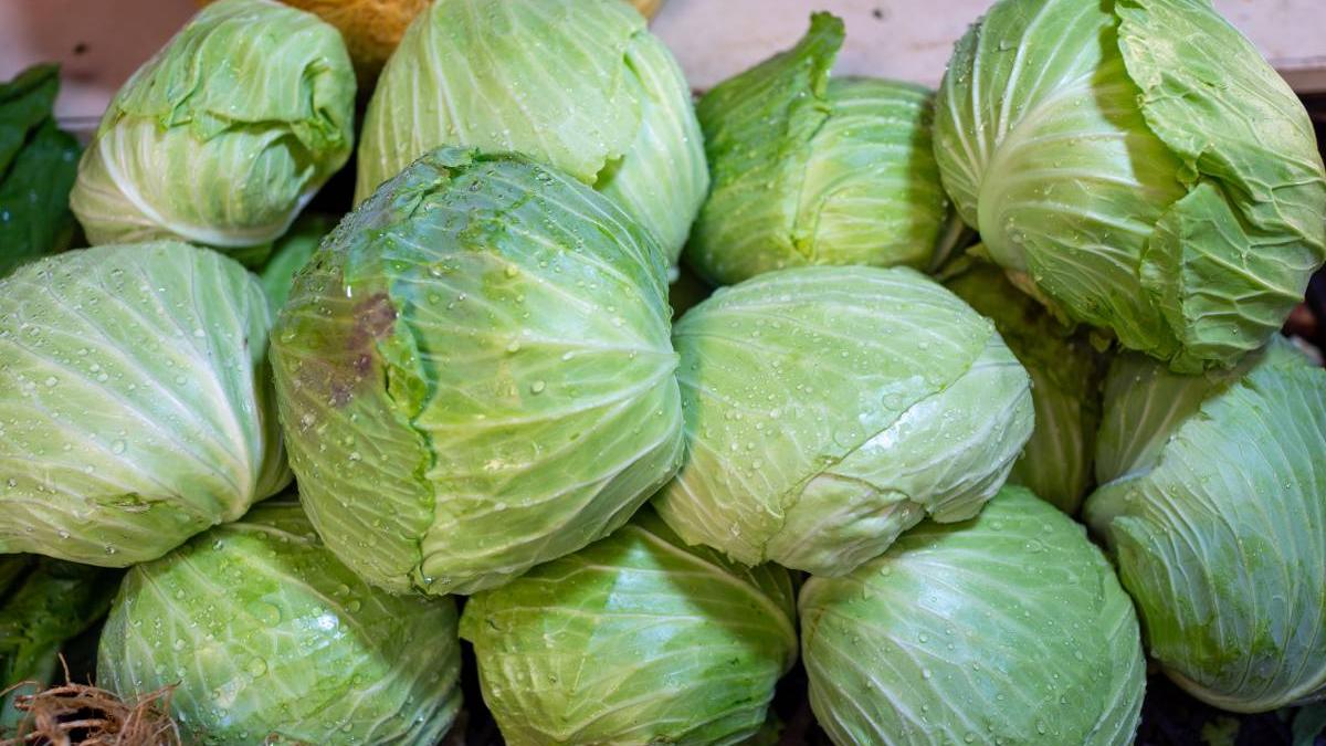 soi varza vechi peste 100 ani licurisca