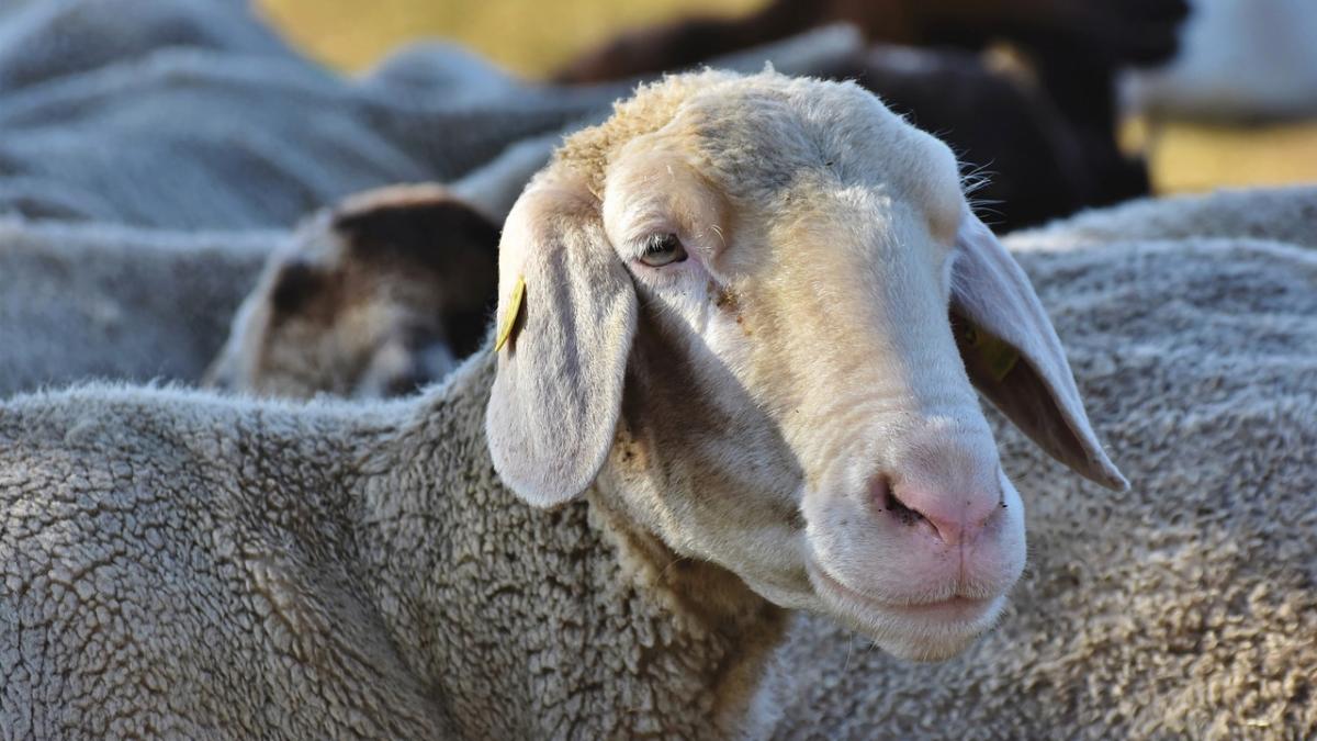 blocuri timisoara turma oi vile