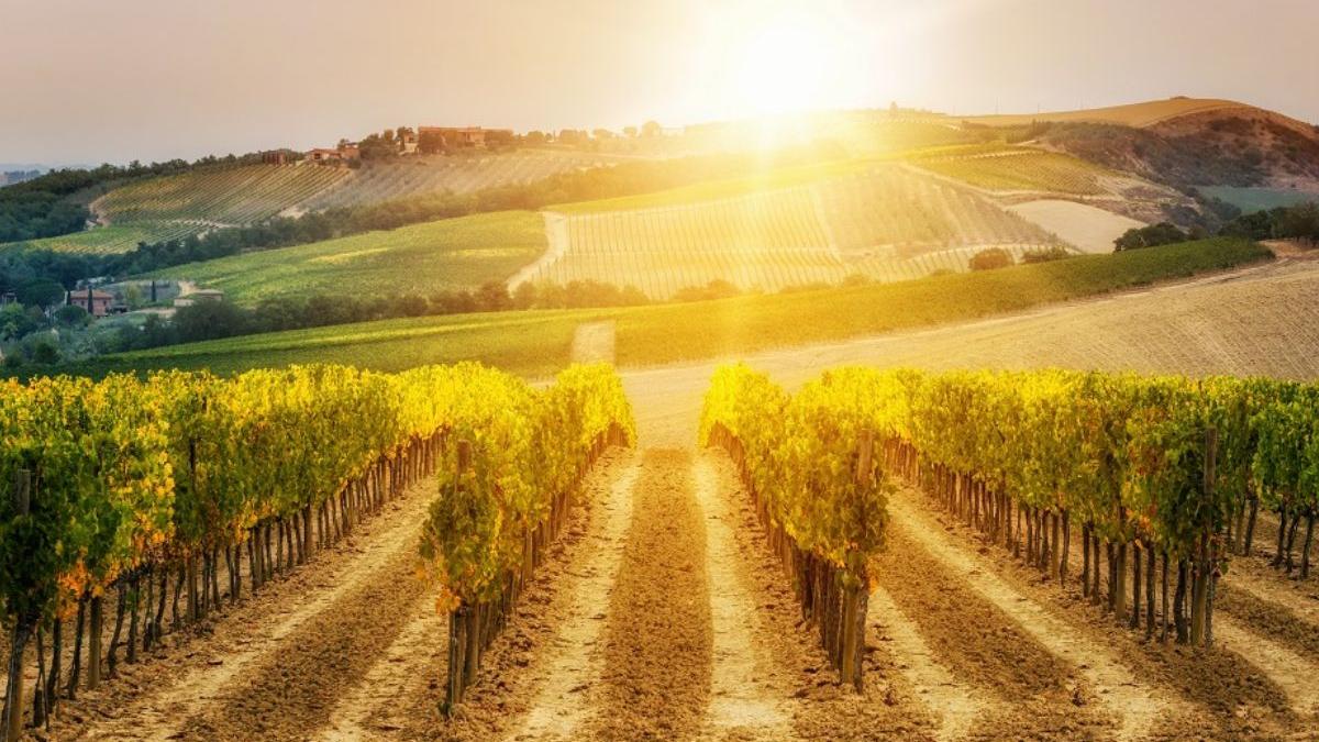 ghid amator oenoturism romania