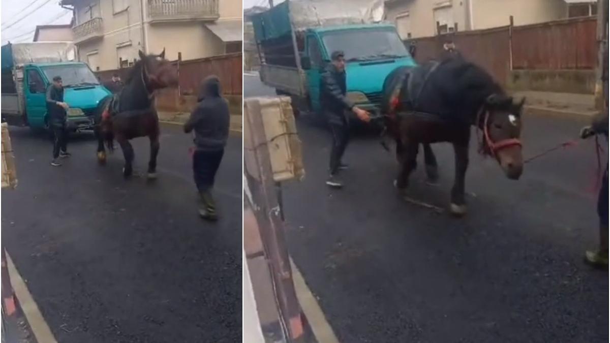 Cal chinuit şi forţat să tragă o autoutilitară, în Sighetu Marmaţiei, pentru o filmare postată pe TikTok