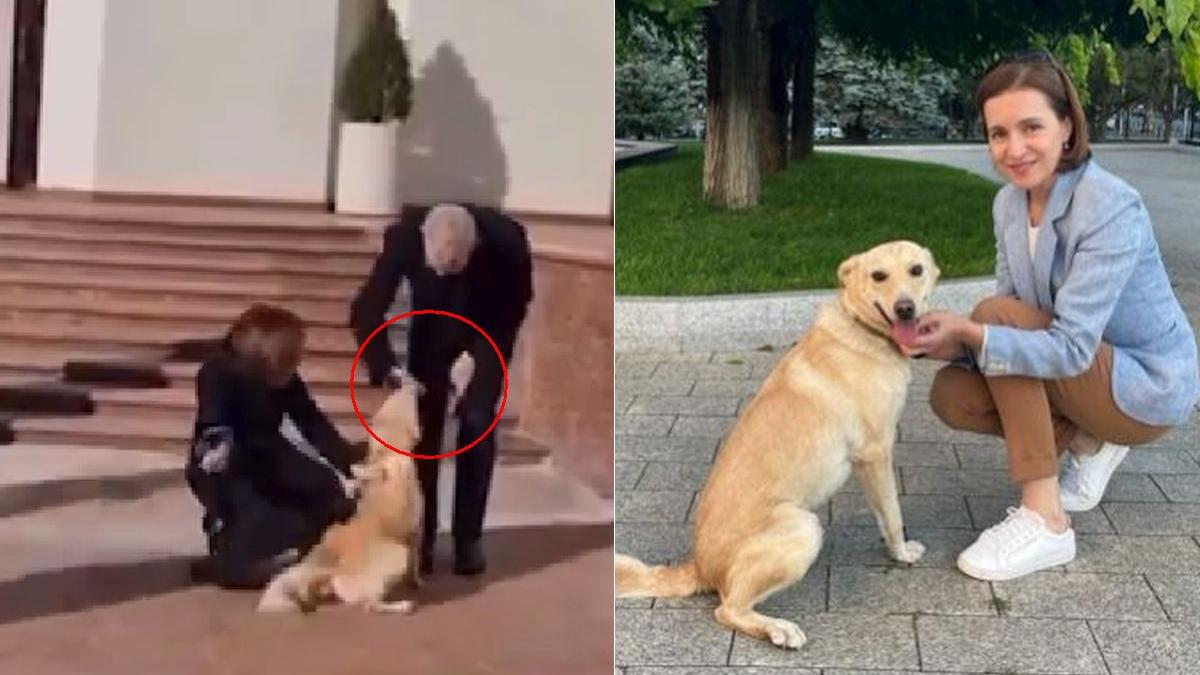 codrut caine trei picioare maiei sandu muscat presedintele austriei chisinau