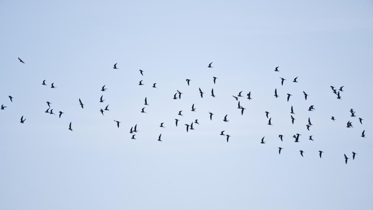 pasari moarte aer china fenomen ciudat